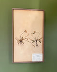 Load image into Gallery viewer, Framed Herbarium Sheet #4