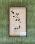 Load image into Gallery viewer, Framed Herbarium Sheet #11