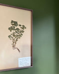 Load image into Gallery viewer, Framed Herbarium Sheet #5