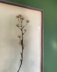 Load image into Gallery viewer, Framed Herbarium Sheet #6