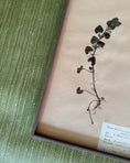 Load image into Gallery viewer, Framed Herbarium Sheet #19