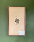 Load image into Gallery viewer, Framed Herbarium Sheet #7
