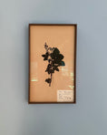 Load image into Gallery viewer, Framed Herbarium Sheet #12
