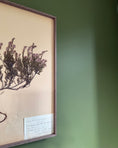 Load image into Gallery viewer, Framed Herbarium Sheet #8