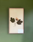 Load image into Gallery viewer, Framed Herbarium Sheet #9
