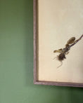 Load image into Gallery viewer, Framed Herbarium Sheet #6
