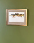Load image into Gallery viewer, Framed Vintage Fish Print - Lake