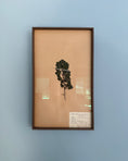 Load image into Gallery viewer, Framed Herbarium Sheet #18