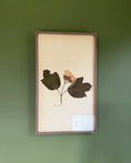 Load image into Gallery viewer, Framed Herbarium Sheet #9