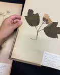 Load image into Gallery viewer, Framed Herbarium Sheet #10