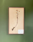 Load image into Gallery viewer, Framed Herbarium Sheet #6