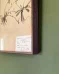 Load image into Gallery viewer, Framed Herbarium Sheet #4