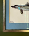Load image into Gallery viewer, Framed Vintage Fish Print - Pigghaj