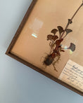 Load image into Gallery viewer, Framed Herbarium Sheet #16