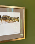 Load image into Gallery viewer, Framed Vintage Fish Print - Lake