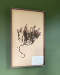 Load image into Gallery viewer, Framed Herbarium Sheet #8