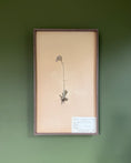 Load image into Gallery viewer, Framed Herbarium Sheet #1