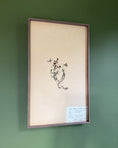 Load image into Gallery viewer, Framed Herbarium Sheet #2