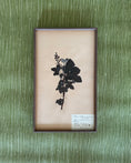 Load image into Gallery viewer, Framed Herbarium Sheet #12