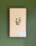 Load image into Gallery viewer, Framed Herbarium Sheet #10