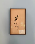 Load image into Gallery viewer, Framed Herbarium Sheet #19