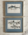 Load image into Gallery viewer, Framed Vintage Fish Print - "Tonfisk"