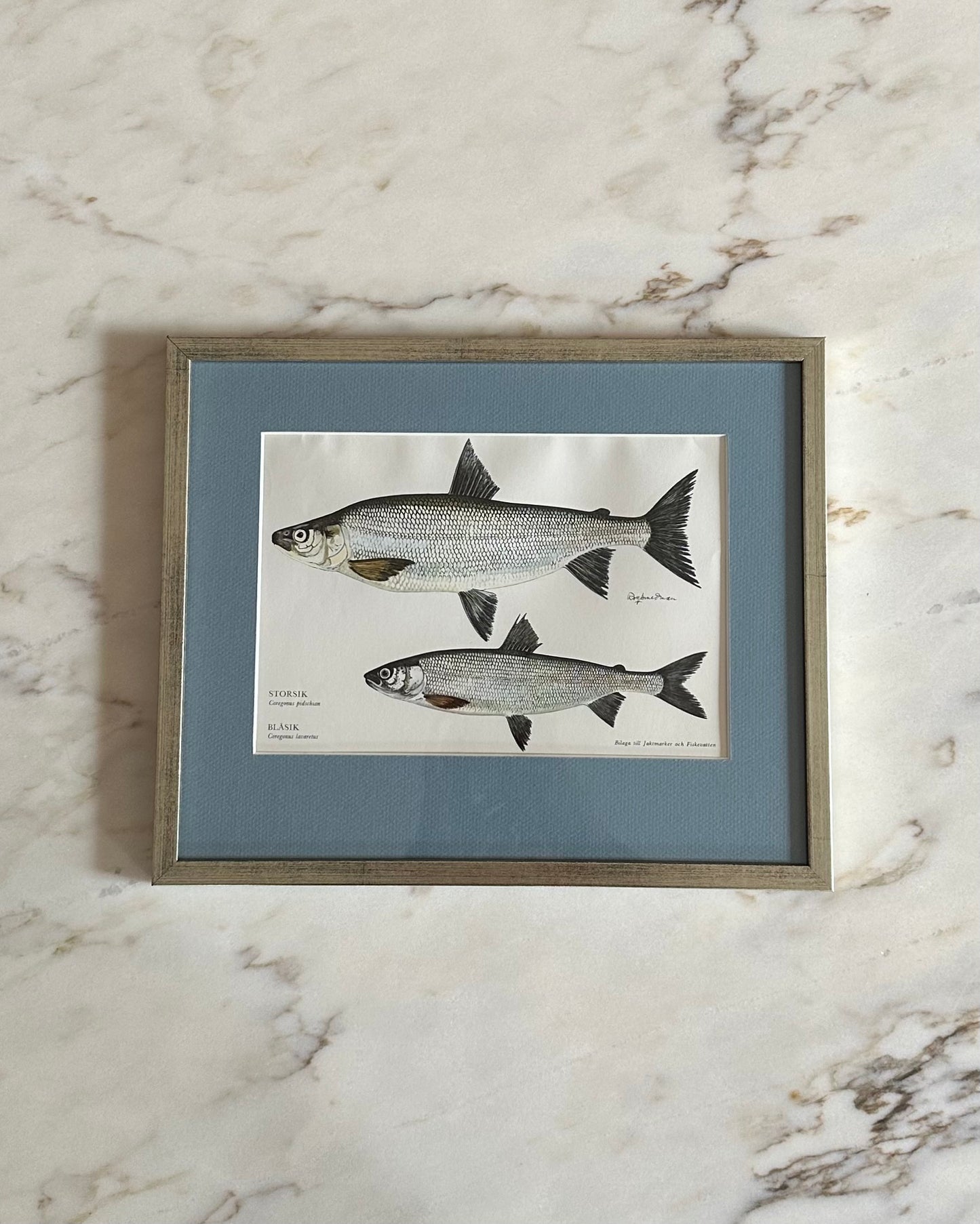 Framed Vintage Fish Print - "Storsik and Blåsik"