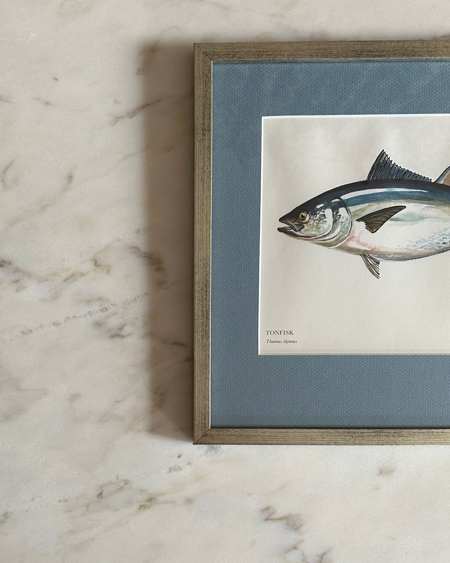 Framed Vintage Fish Print - "Tonfisk"