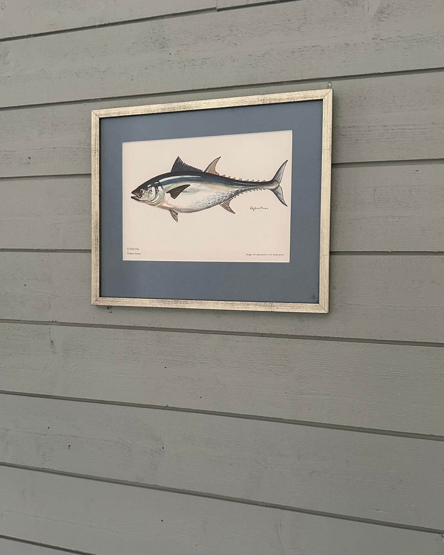 Framed Vintage Fish Print - "Tonfisk"