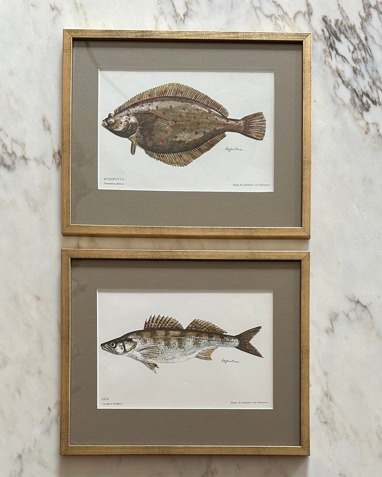 Framed Vintage Fish Print - "Gös"
