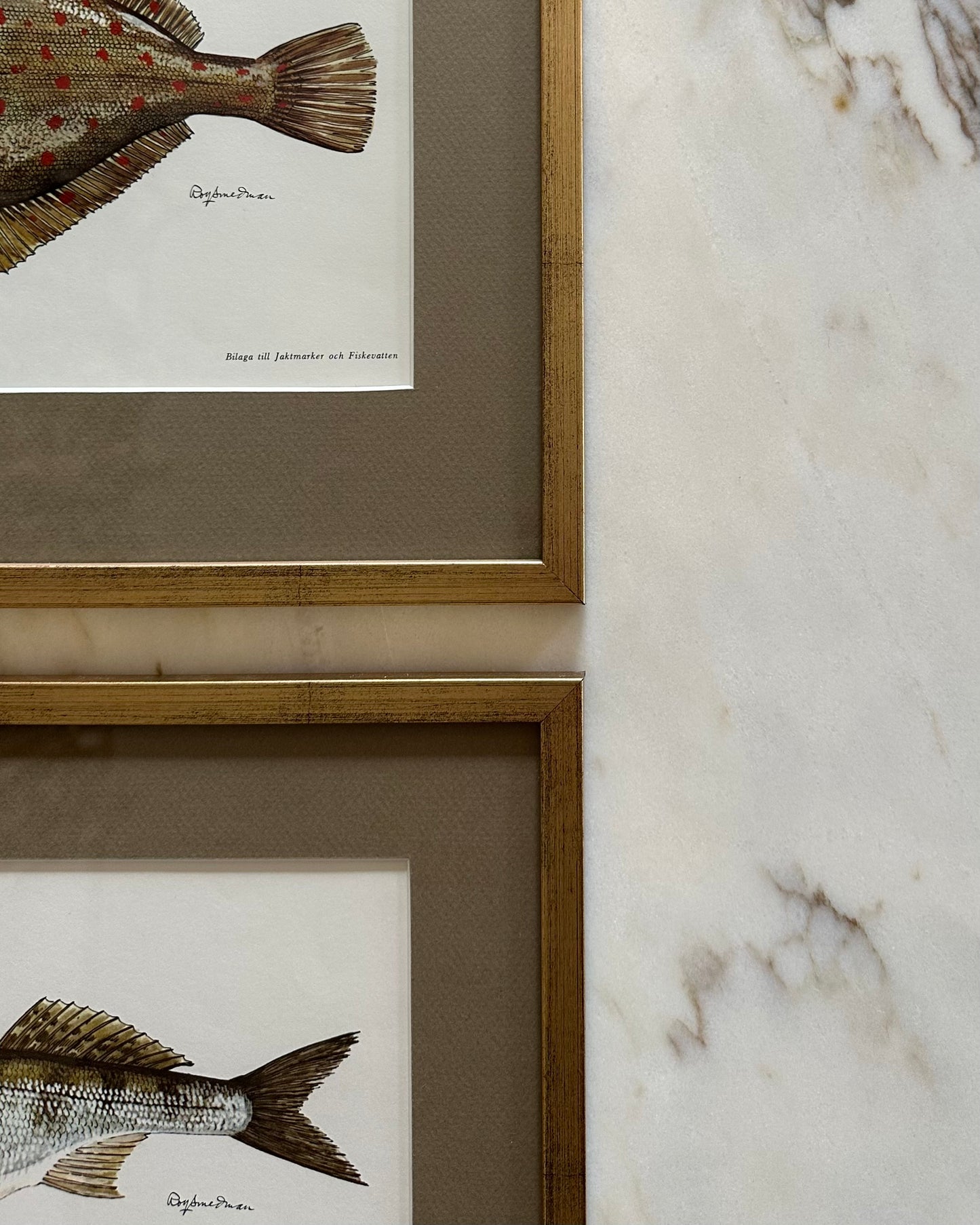 Framed Vintage Fish Print - "Gös"