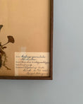 Load image into Gallery viewer, Framed Herbarium Sheet #16
