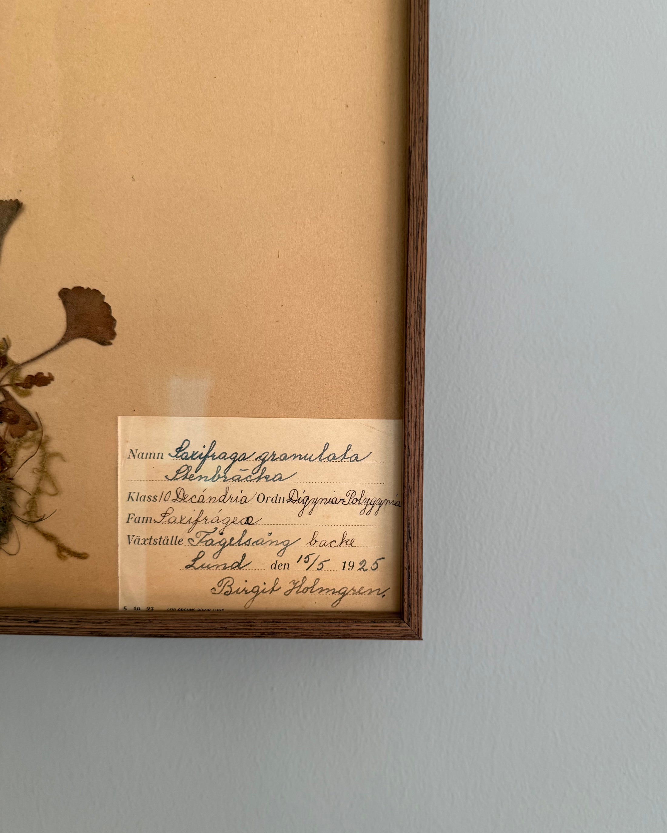 Framed Herbarium Sheet #16