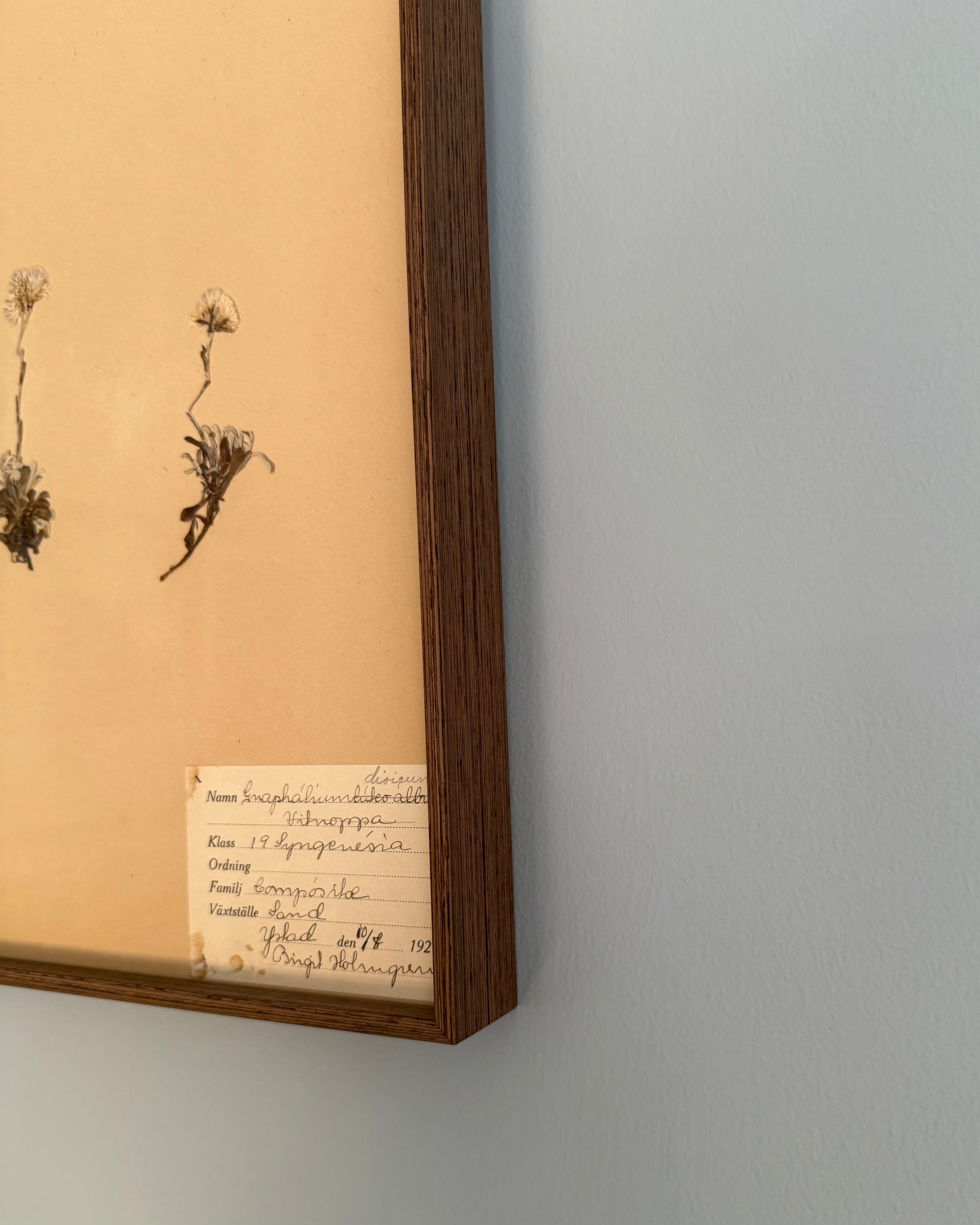 Framed Herbarium Sheet #14