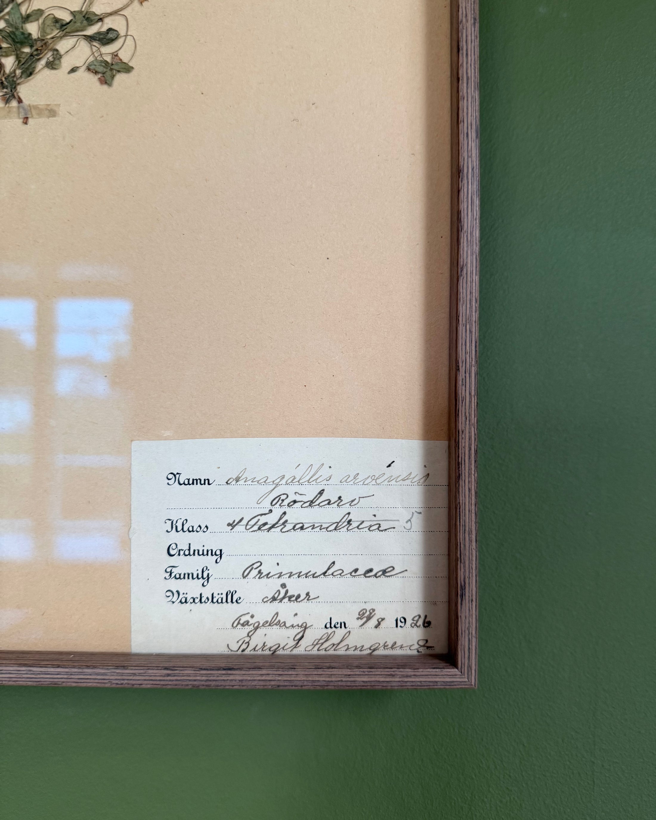 Framed Herbarium Sheet #10