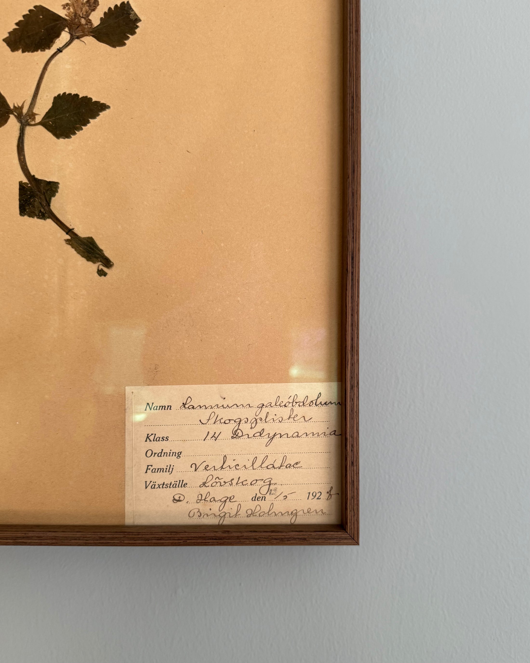 Framed Herbarium Sheet #15