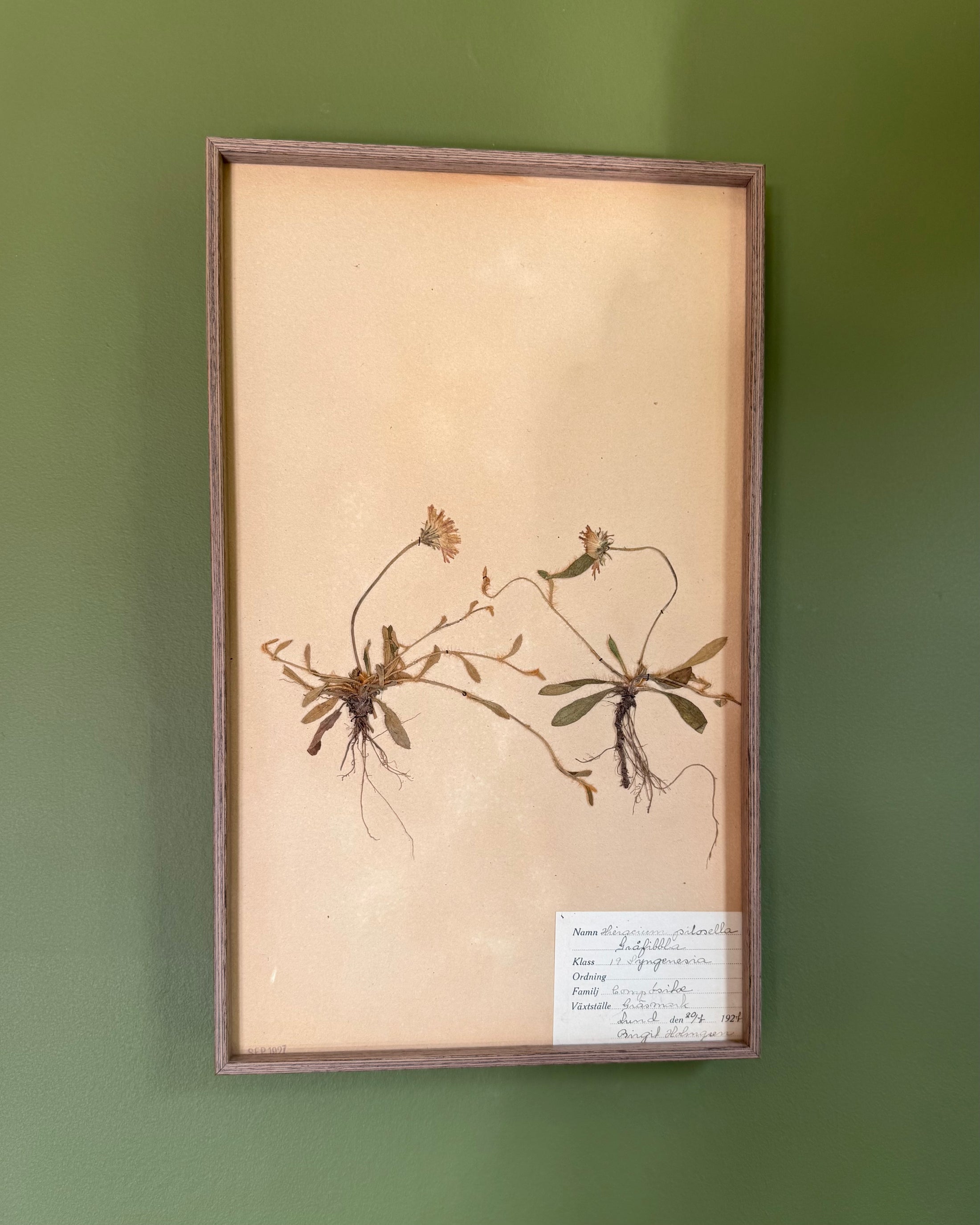 Framed Herbarium Sheet #4