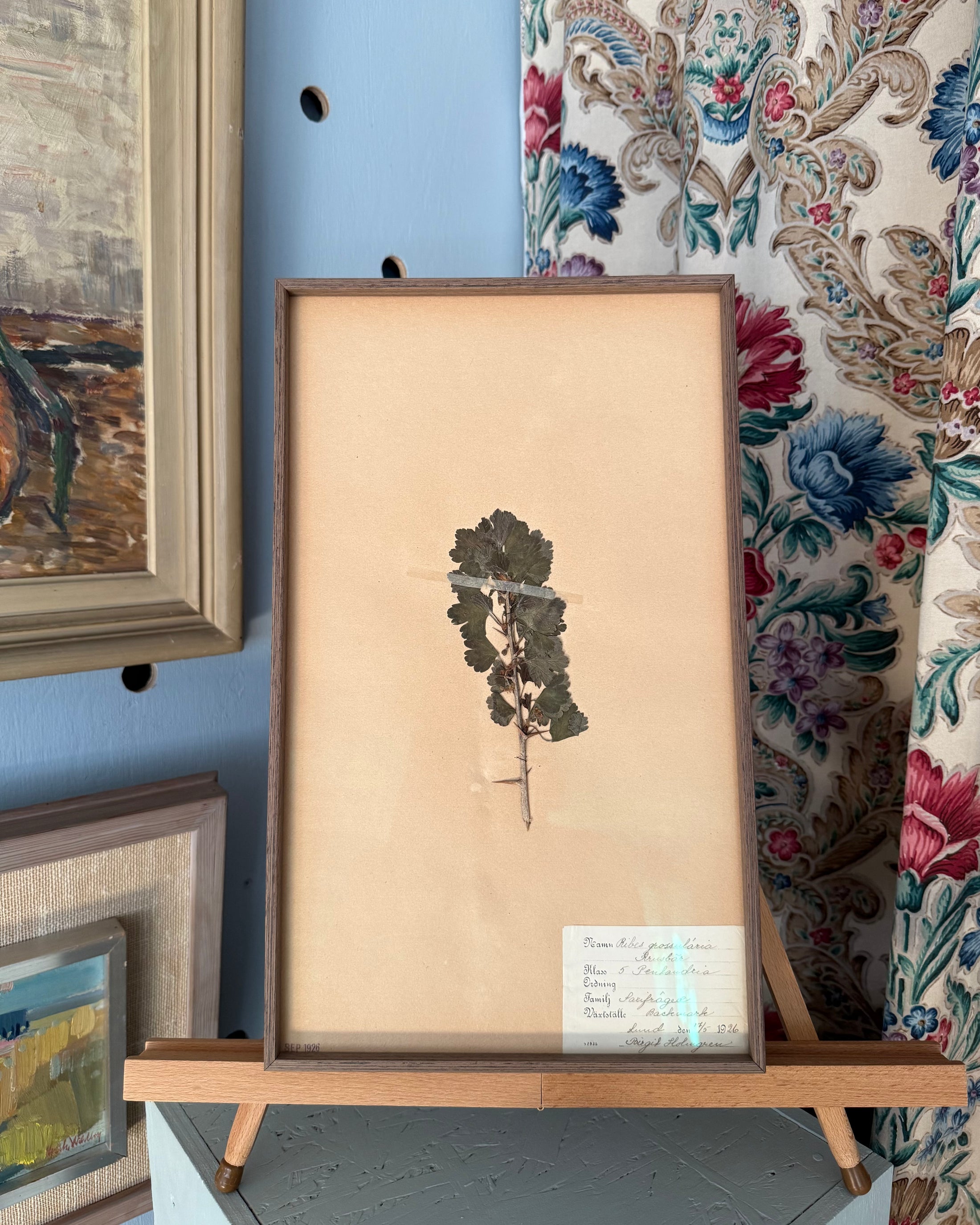 Framed Herbarium Sheet #18