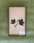 Load image into Gallery viewer, Framed Herbarium Sheet #13
