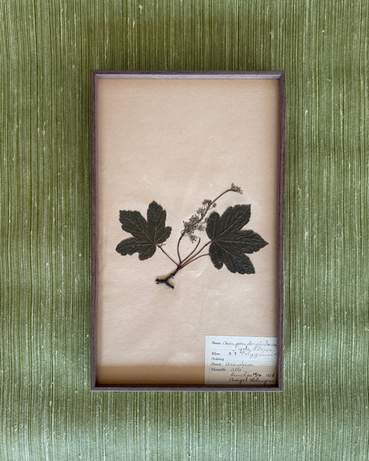 Framed Herbarium Sheet #13