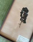 Load image into Gallery viewer, Framed Herbarium Sheet #18

