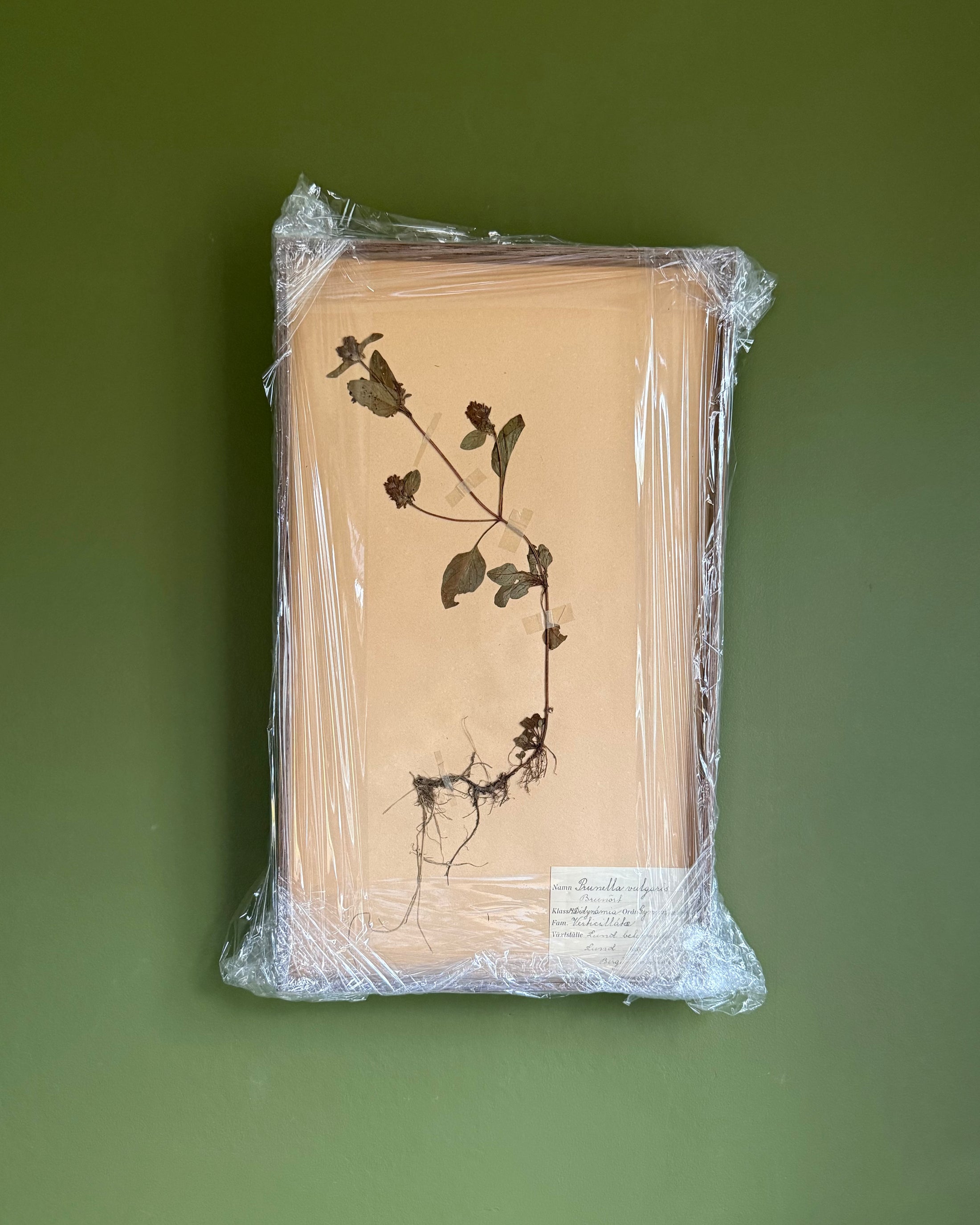 Framed Herbarium Sheet #11