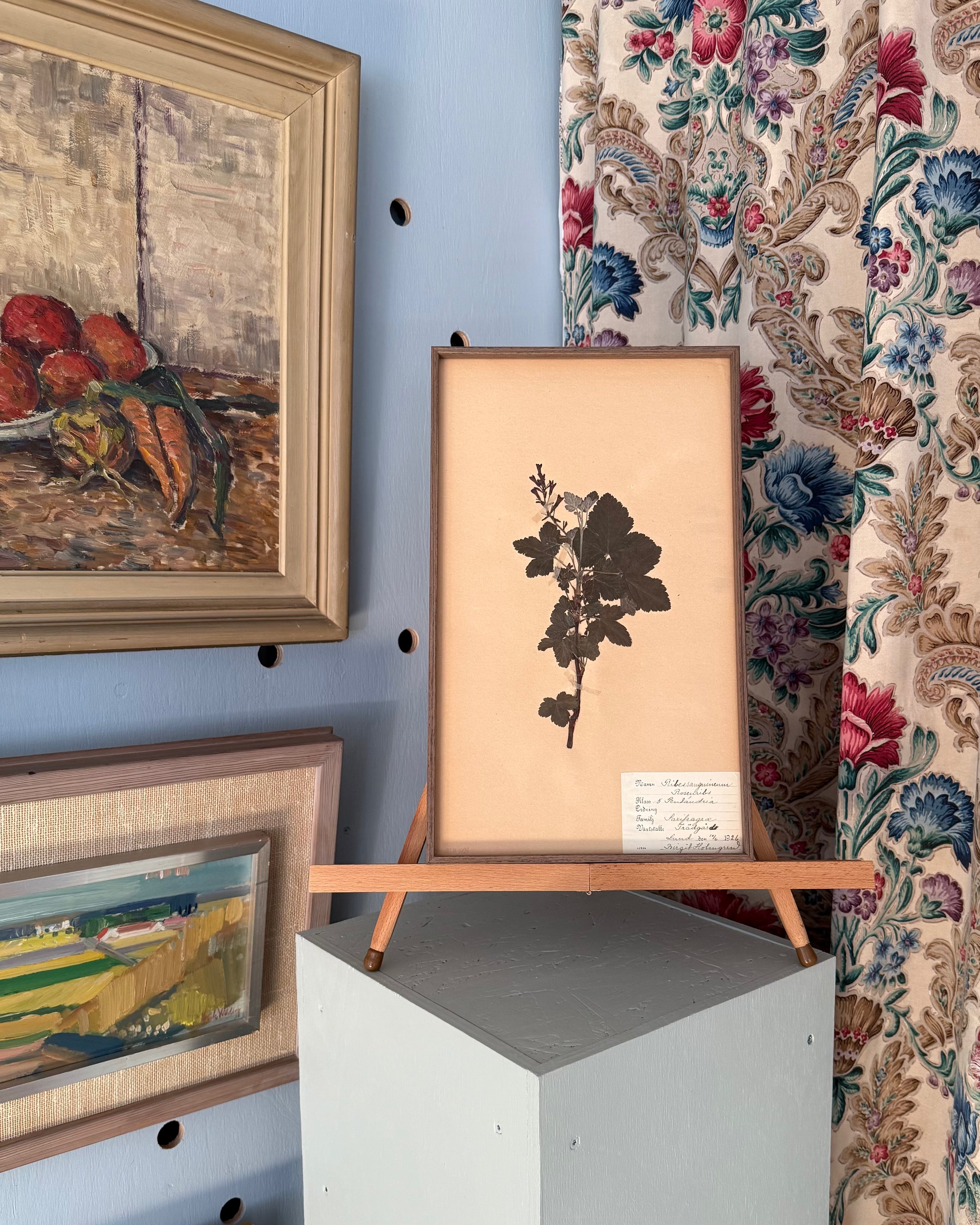 Framed Herbarium Sheet #12
