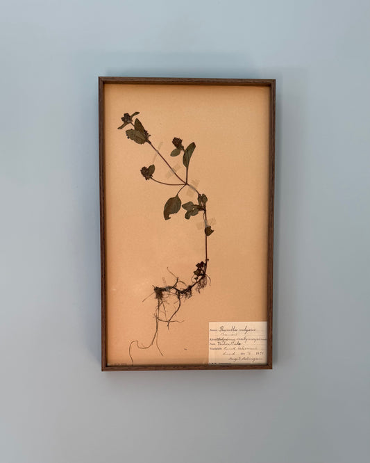 Framed Herbarium Sheet #11