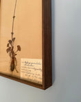 Load image into Gallery viewer, Framed Herbarium Sheet #16
