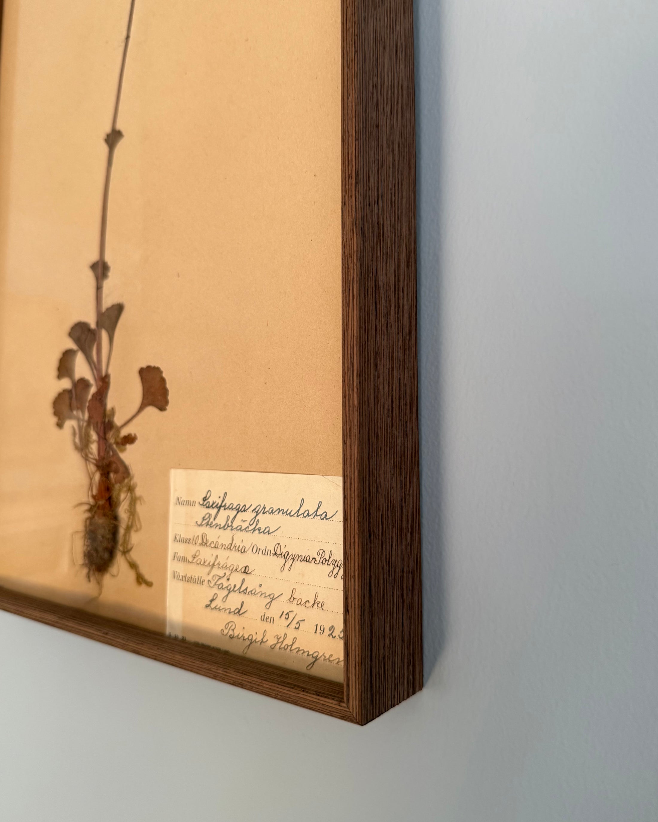 Framed Herbarium Sheet #16