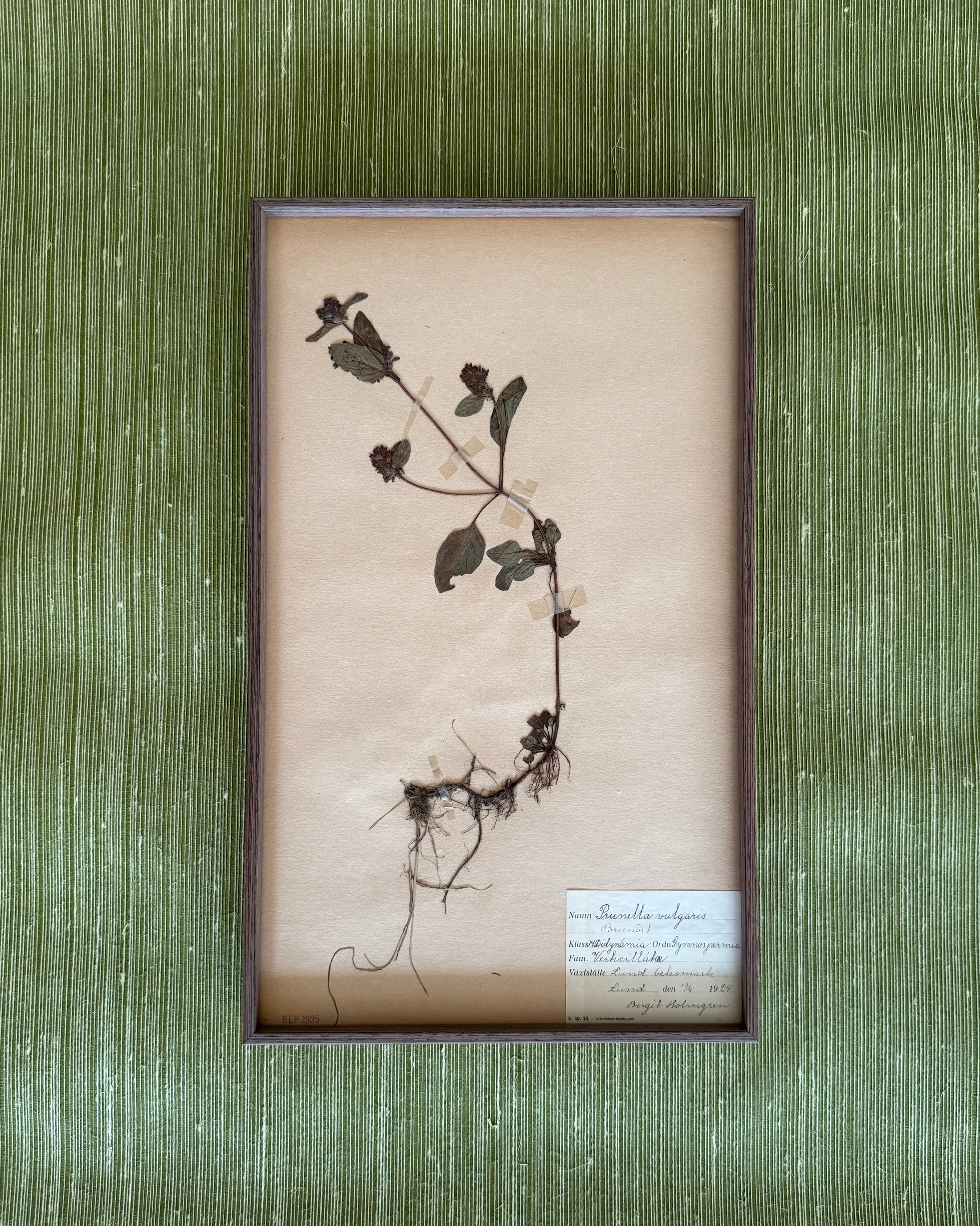 Framed Herbarium Sheet #11