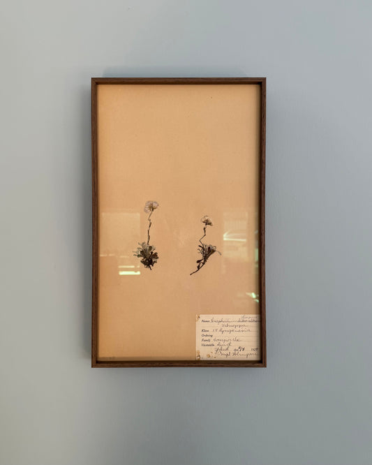 Framed Herbarium Sheet #14
