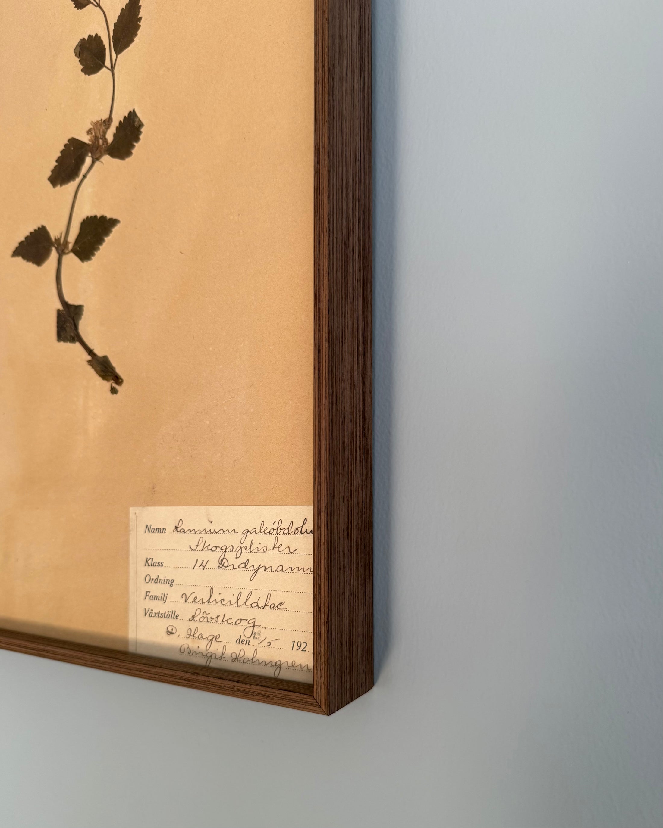 Framed Herbarium Sheet #15
