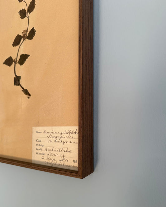 Framed Herbarium Sheet #15